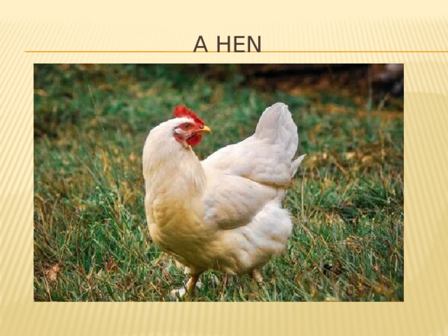 A hen 