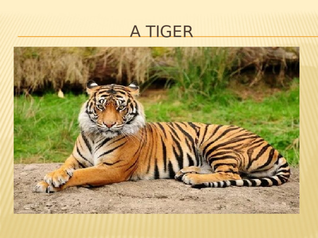 A tiger 