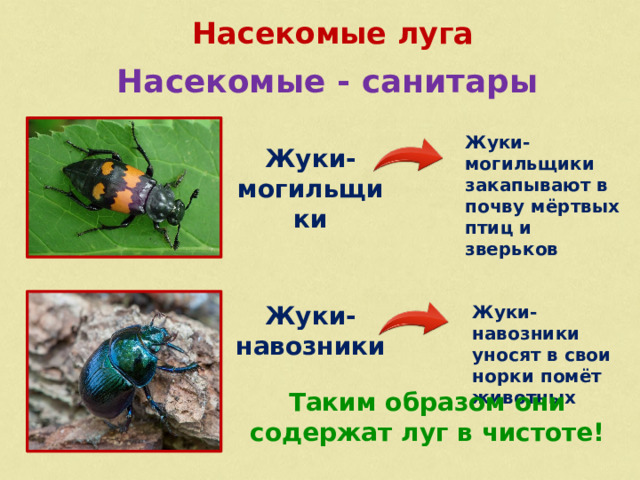 Насекомые луга Насекомые - санитары Жуки- могильщики закапывают в почву мёртвых птиц и зверьков Жуки- могильщики Жуки- навозники Жуки- навозники уносят в свои норки помёт животных Таким образом они содержат луг в чистоте!  