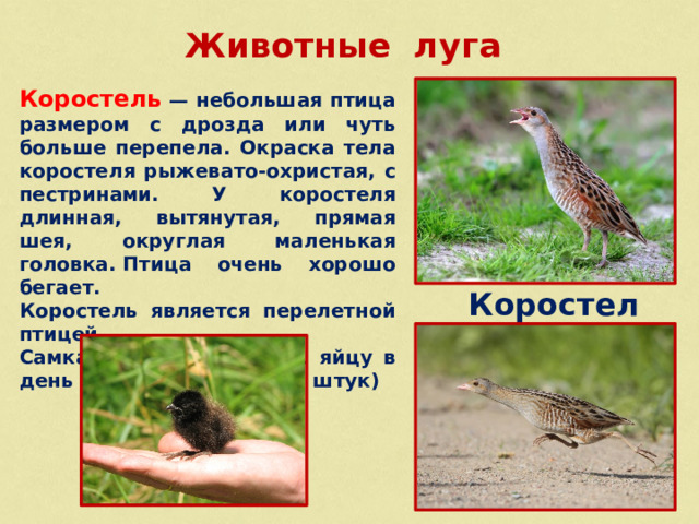 Животные луга  Коростель — небольшая птица размером с дрозда или чуть больше перепела. Окраска тела коростеля рыжевато-охристая, с пестринами. У коростеля длинная, вытянутая, прямая шея, округлая маленькая головка. Птица очень хорошо бегает. Коростель является перелетной птицей. Самка откладывает по 1 яйцу в день (в гнезде от 5 до 14 штук) Коростель  