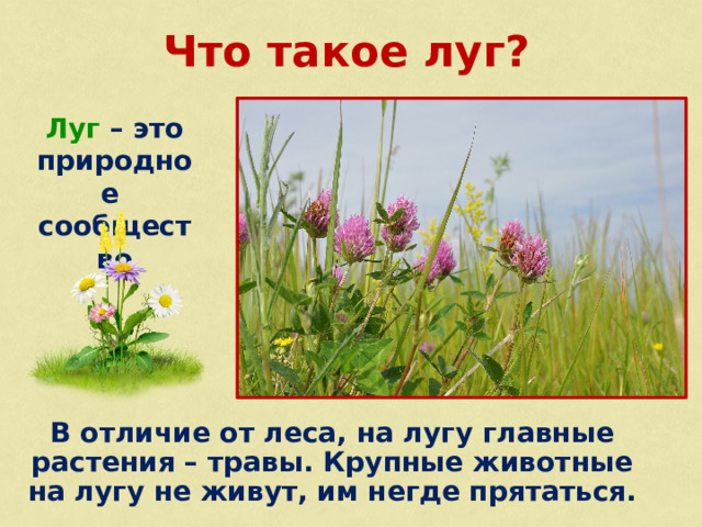 Что такое луг? Луг – это природное сообщество В отличие от леса, на лугу главные растения – травы. Крупные животные на лугу не живут, им негде прятаться. 