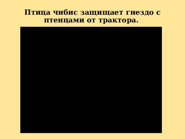 Птица чибис защищает гнездо с птенцами от трактора.   