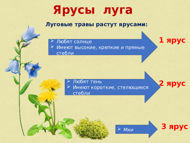 Ярусы луга Луговые травы растут ярусами: Любят солнце Имеют высокие, крепкие и прямые стебли 1 ярус Любят тень Имеют короткие, стелющиеся стебли 2 ярус 3 ярус Мхи 