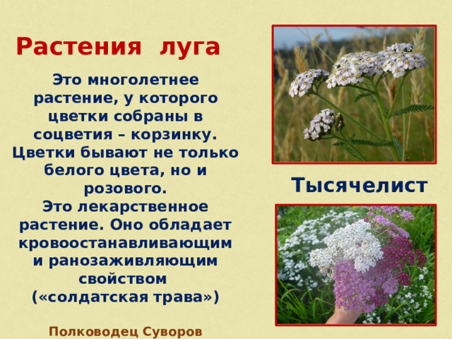 Растения луга Это многолетнее растение, у которого цветки собраны в соцветия – корзинку. Цветки бывают не только белого цвета, но и розового. Это лекарственное растение. Оно обладает кровоостанавливающим и ранозаживляющим свойством («солдатская трава»)  Полководец Суворов требовал, чтобы у каждого солдата с собой был порошок из тысячелистника.  Тысячелистник 