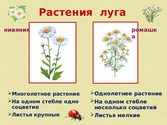 Растения луга нивяник ромашка Однолетнее растение На одном стебле несколько соцветий Листья мелкие Многолетнее растение На одном стебле одно соцветие Листья крупные 