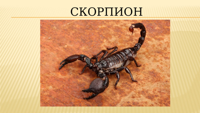 Скорпион  