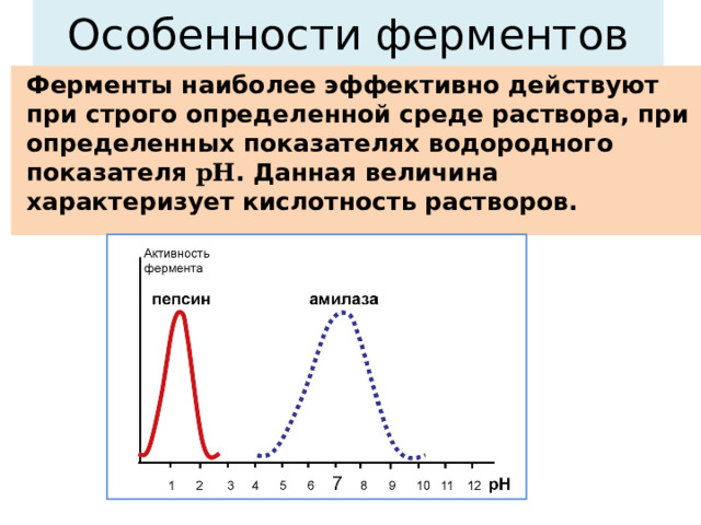 Особенности ферментов Ферменты наиболее эффективно действуют при строго определенной среде раствора, при определенных показателях водородного показателя pH . Данная величина характеризует кислотность растворов. 
