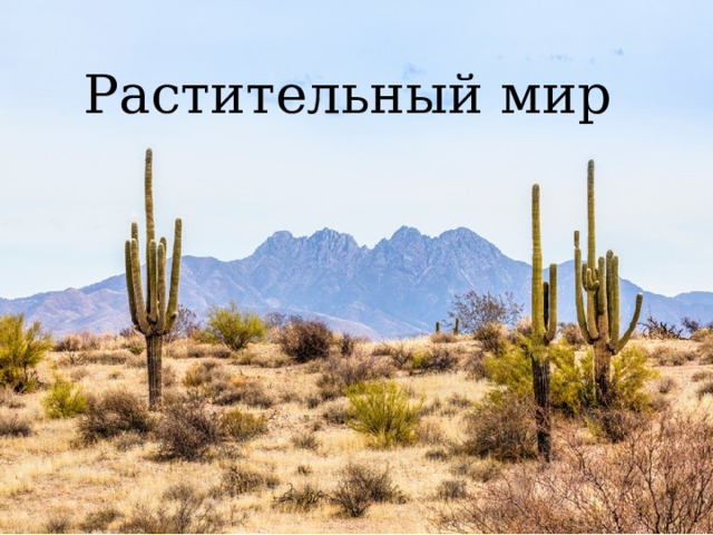 Растительный мир 