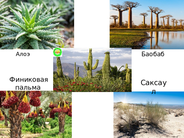 Алоэ Баобаб Финиковая пальма Саксаул 