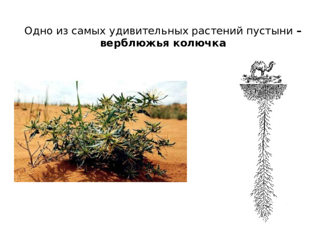  Одно из самых удивительных растений пустыни – верблюжья колючка 