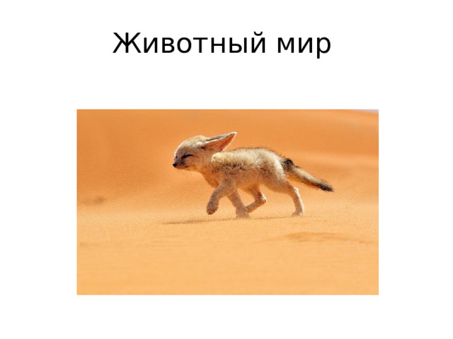 Животный мир 