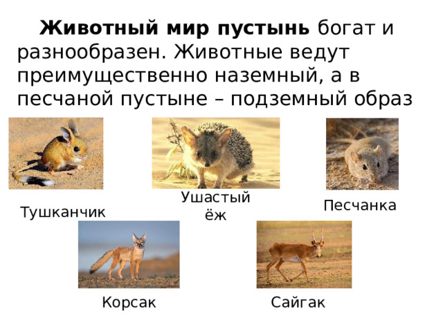  Животный мир пустынь богат и разнообразен. Животные ведут преимущественно наземный, а в песчаной пустыне – подземный образ жизни Песчанка Ушастый ёж Тушканчик Корсак Сайгак 