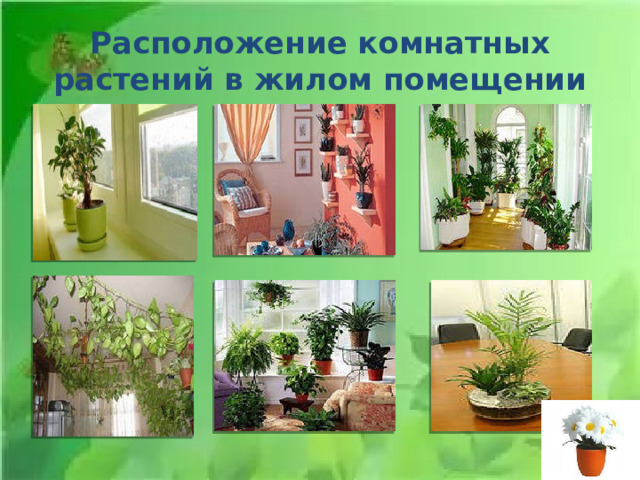 Расположение комнатных растений в жилом помещении 