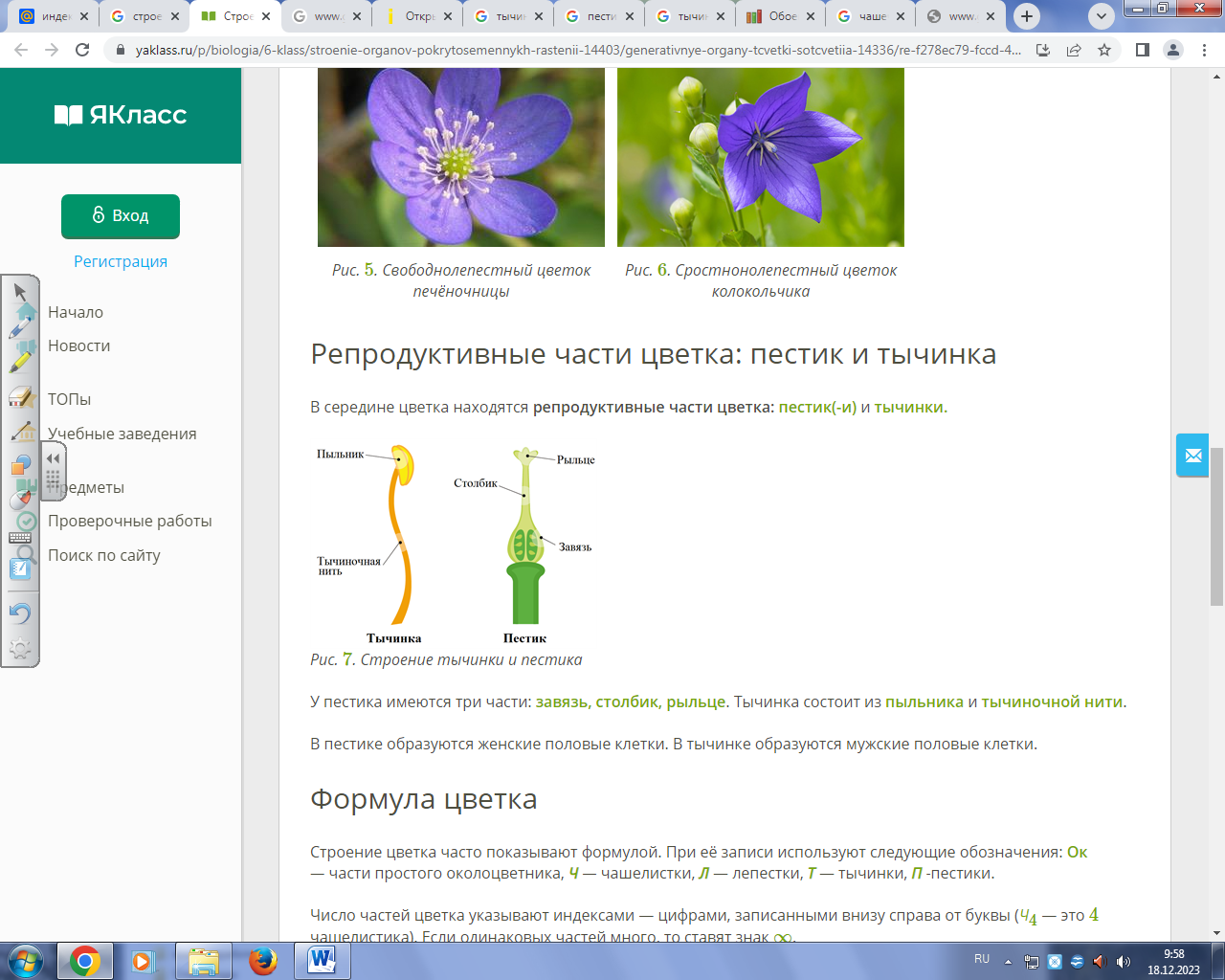 6 класс. Рабочий лист по биологии. Цветок.