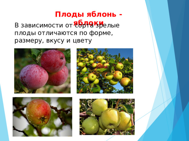 Плоды яблонь - яблоки В зависимости от сорта зрелые плоды отличаются по форме, размеру, вкусу и цвету 