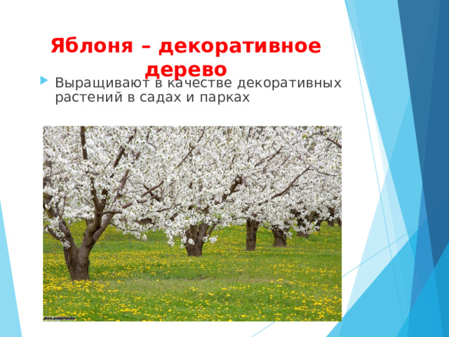 Яблоня – декоративное дерево Выращивают в качестве декоративных растений в садах и парках  