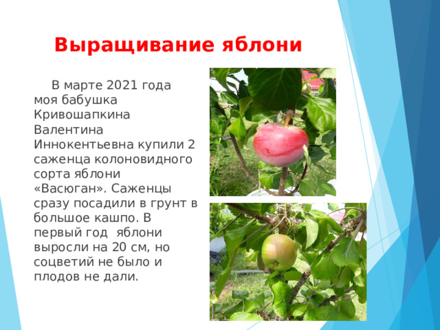 Выращивание яблони  В марте 2021 года моя бабушка Кривошапкина Валентина Иннокентьевна купили 2 саженца колоновидного сорта яблони «Васюган». Саженцы сразу посадили в грунт в большое кашпо. В первый год яблони выросли на 20 см, но соцветий не было и плодов не дали. 