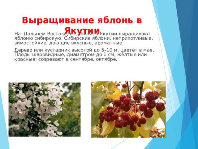 Выращивание яблонь в Якутии На Дальнем Востоке, в Сибири, в Якутии выращивают яблоню сибирскую. Сибирские яблони, неприхотливые, зимостойкие, дающие вкусные, ароматные. Дерево или кустарник высотой до 5–10 м, цветёт в мае. Плоды шаровидные, диаметром до 1 см, жёлтые или красные; созревают в сентябре, октябре. 