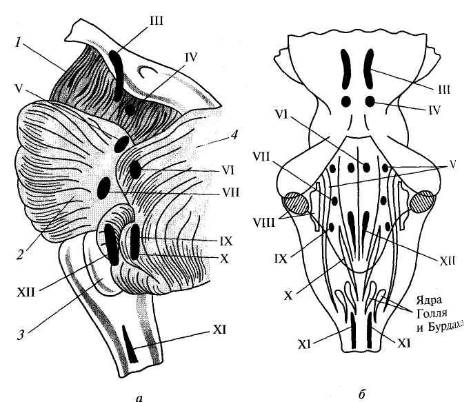 Срез продолговатого мозга схема