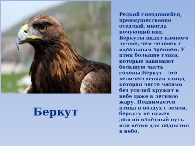 Редкий гнездящийся, преимущественно оседлый, иногда кочующий вид. Беркуты видят намного лучше, чем человек с идеальным зрением. У птиц большие глаза, которые занимают большую часть головы.Беркут – это величественная птица, которая часто часами без усилий кружит в небе даже в летнюю жару. Поднимается птица в воздух с земли, беркуту не нужен долгий взлётный путь или ветви для поднятия в небо. Беркут 
