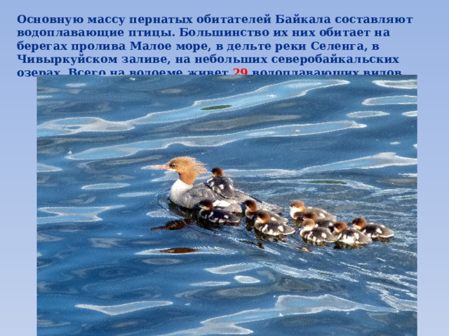 Основную массу пернатых обитателей Байкала составляют водоплавающие птицы. Большинство их них обитает на берегах пролива Малое море, в дельте реки Селенга, в Чивыркуйском заливе, на небольших северобайкальских озерах. Всего на водоеме живет 29 водоплавающих видов. 