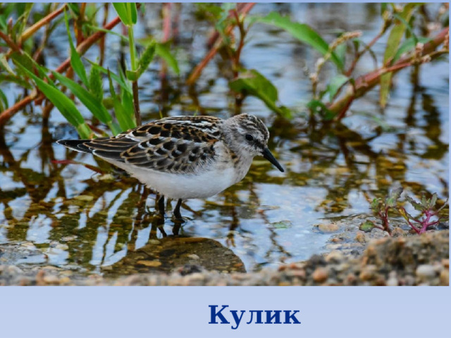 Кулик 