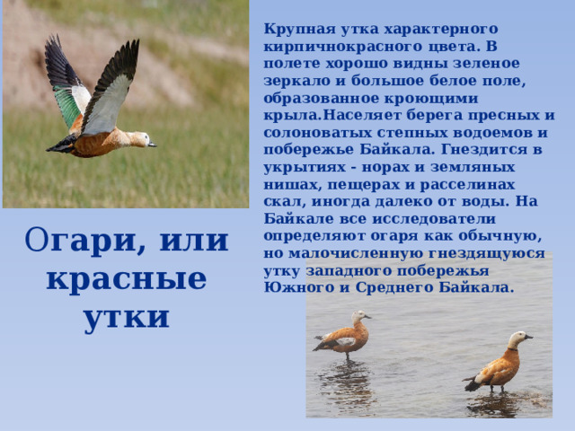 Крупная утка характерного кирпичнокрасного цвета. В полете хорошо видны зеленое зеркало и большое белое поле, образованное кроющими крыла.Населяет берега пресных и солоноватых степных водоемов и побережье Байкала. Гнездится в укрытиях - норах и земляных нишах, пещерах и расселинах скал, иногда далеко от воды. На Байкале все исследователи определяют огаря как обычную, но малочисленную гнездящуюся утку западного побережья Южного и Среднего Байкала. О гари, или красные утки 