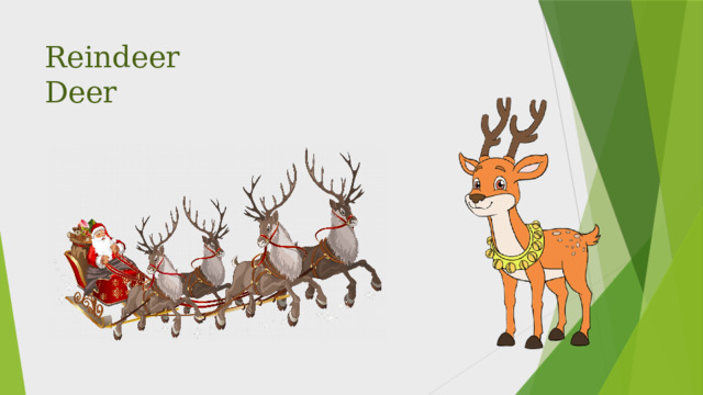 Reindeer   Deer 