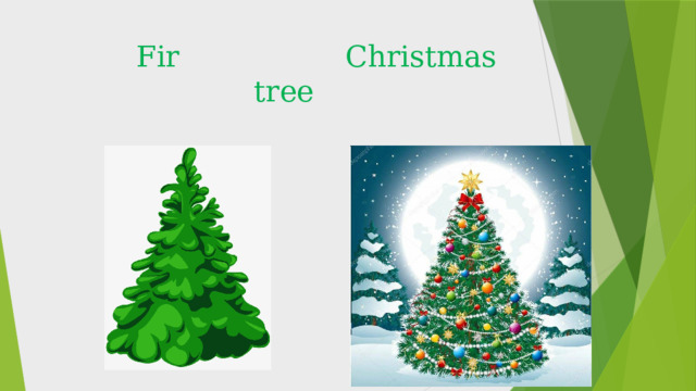  Fir Christmas tree 