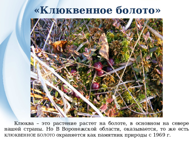 «Клюквенное болото»  Клюква – это растение растет на болоте, в основном на севере нашей страны. Но В Воронежской области, оказывается, то же есть КЛЮКВЕННОЕ БОЛОТО охраняется как памятник природы с 1969 г. 