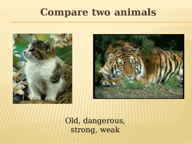 Compare two animals Old, dangerous, strong, weak 