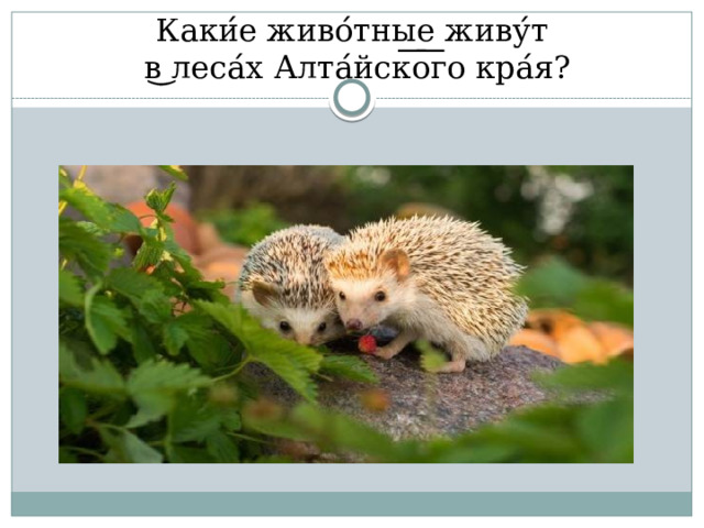 Каки ́ е живо ́ тные живу ́ т  в ͜ леса ́ х Алта ́ йск ͞ о ͞ го кра ́ я? 
