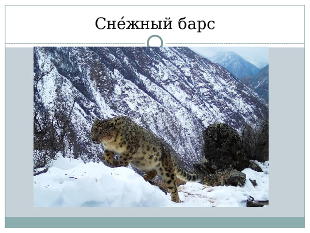 Сне ́ жный барс 