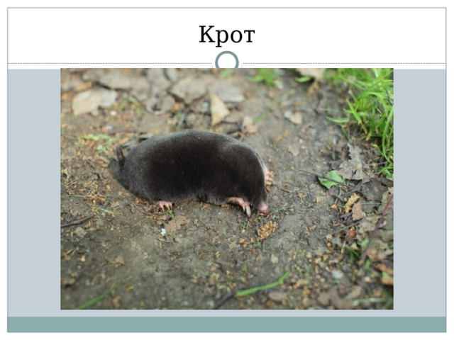 Крот 