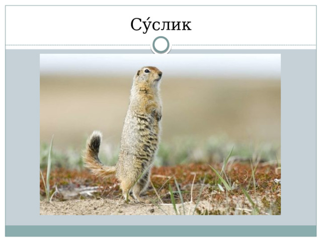Су ́ слик 