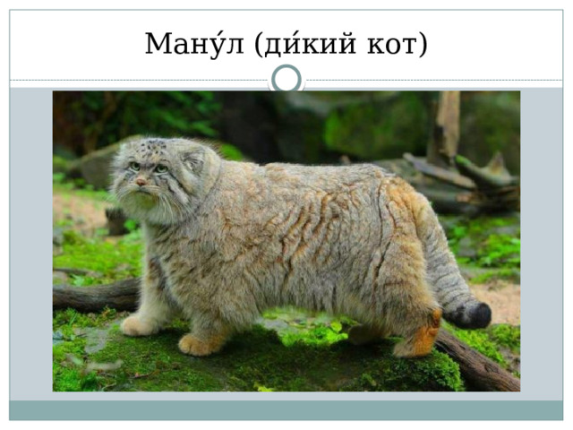 Ману ́ л (ди ́ кий кот) 