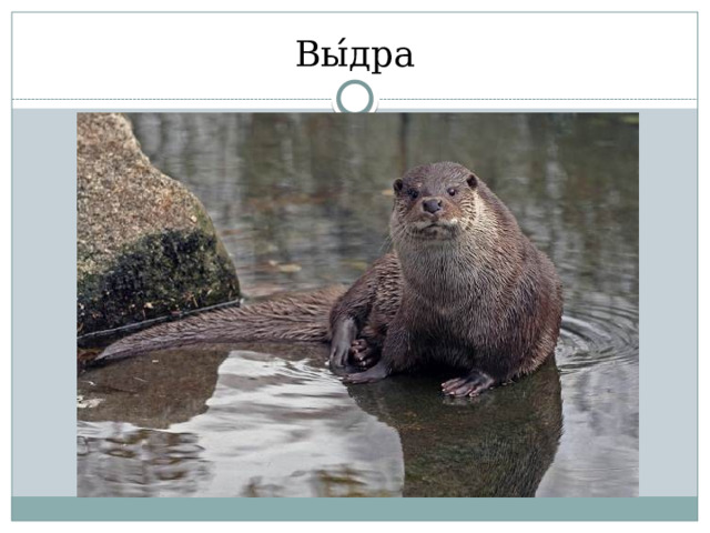 Вы ́ дра 