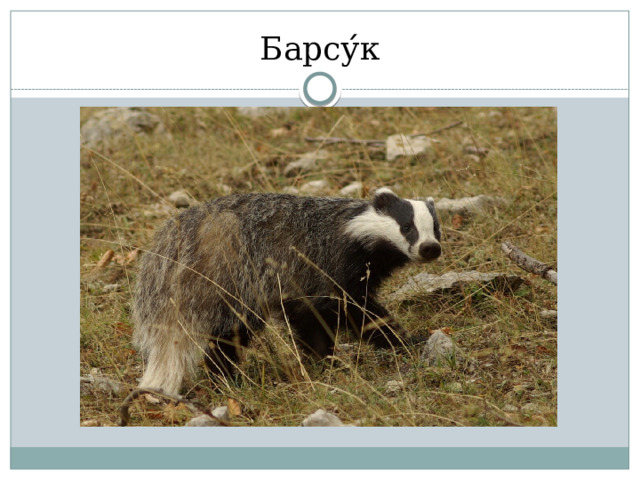 Барсу ́ к 