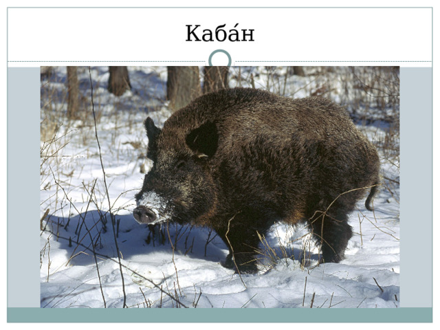 Каба ́ н 