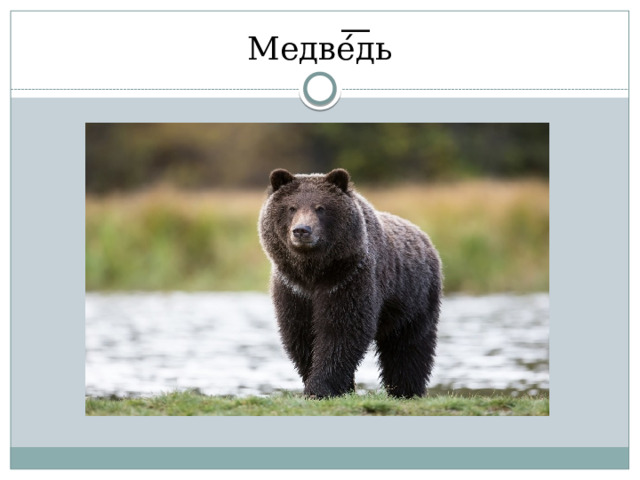 Медве ́ ͞ дь 