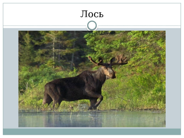 Лось 