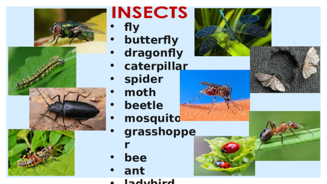 fly butterfly dragonfly caterpillar spider moth beetle mosquito grasshopper bee ant ladybird  