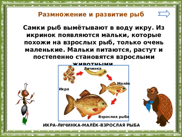 Размножение и развитие рыб Самки рыб вымётывают в воду икру. Из икринок появляются мальки, которые похожи на взрослых рыб, только очень маленькие. Мальки питаются, растут и постепенно становятся взрослыми животными.  Личинка Малёк Икра Взрослая рыба ИКРА-ЛИЧИНКА-МАЛЁК-ВЗРОСЛАЯ РЫБА 