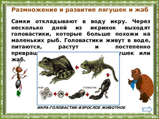 Размножение и развитие лягушек и жаб Самки откладывают в воду икру. Через несколько дней из икринок выходят головастики, которые больше похожи на маленьких рыб. Головастики живут в воде, питаются, растут и постепенно превращаются во взрослых лягушек или жаб.  ИКРА-ГОЛОВАСТИК-ВЗРОСЛОЕ ЖИВОТНОЕ 