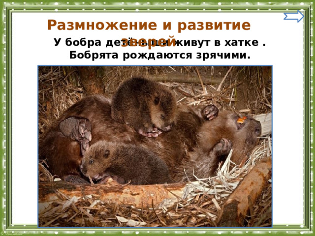 Размножение и развитие зверей У бобра детёныши живут в хатке . Бобрята рождаются зрячими. 