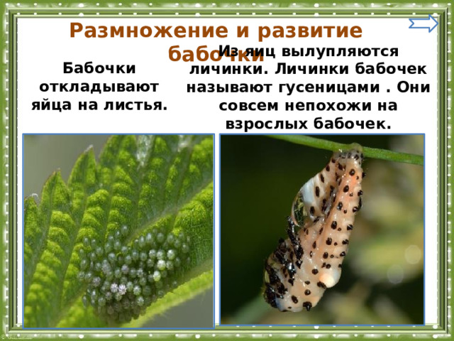 Размножение и развитие бабочки Из яиц вылупляются личинки. Личинки бабочек называют гусеницами . Они совсем непохожи на взрослых бабочек. Бабочки откладывают яйца на листья. 