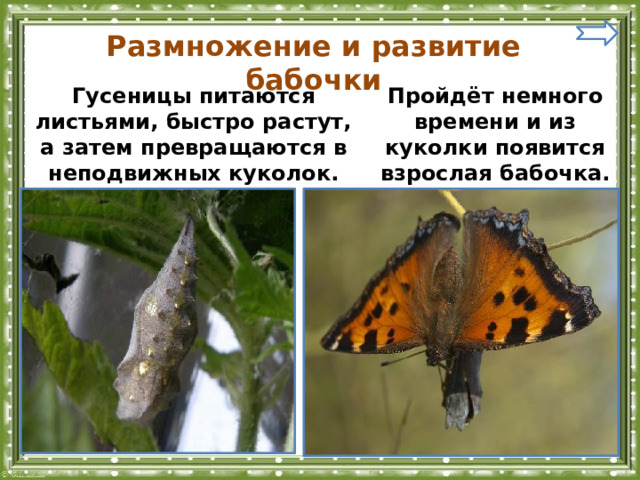 Размножение и развитие бабочки Гусеницы питаются листьями, быстро растут, а затем превращаются в неподвижных куколок. Пройдёт немного времени и из куколки появится взрослая бабочка. 