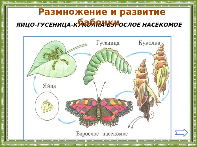  Размножение и развитие бабочки ЯЙЦО-ГУСЕНИЦА-КУКОЛКА-ВЗРОСЛОЕ НАСЕКОМОЕ 