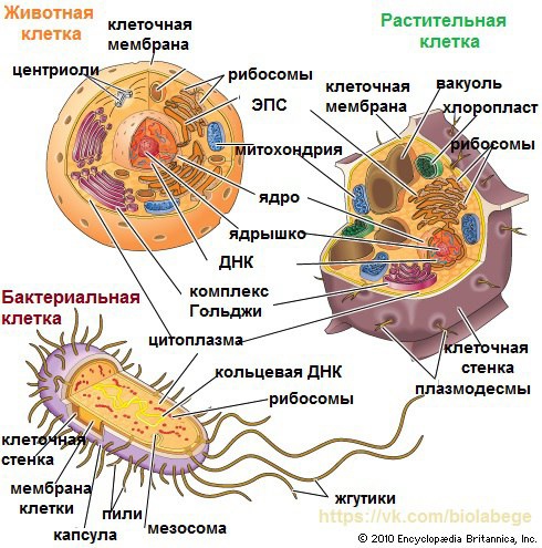 План строения клетки