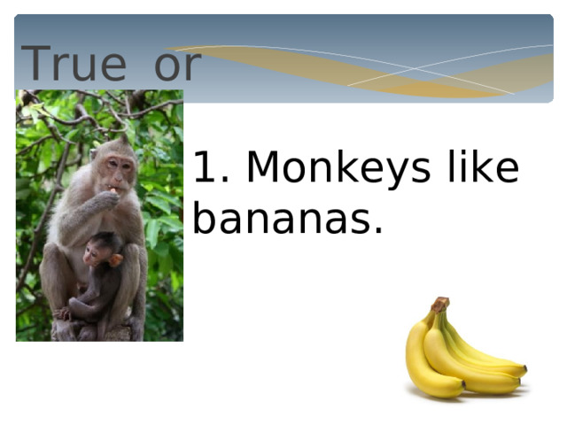 True  or false? 1. Monkeys like bananas. 